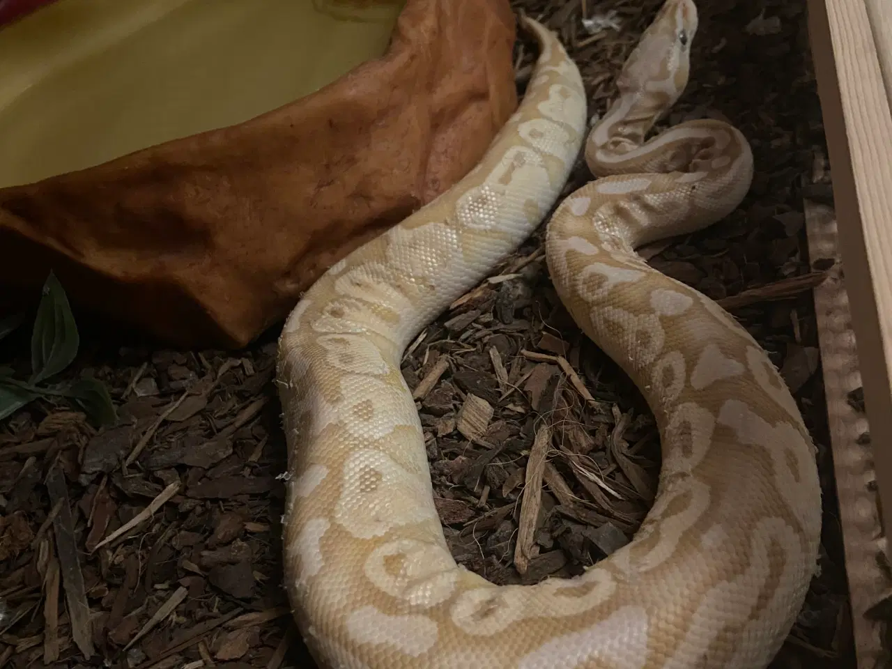 Billede 2 - Kongepyton Dh Albino Pied