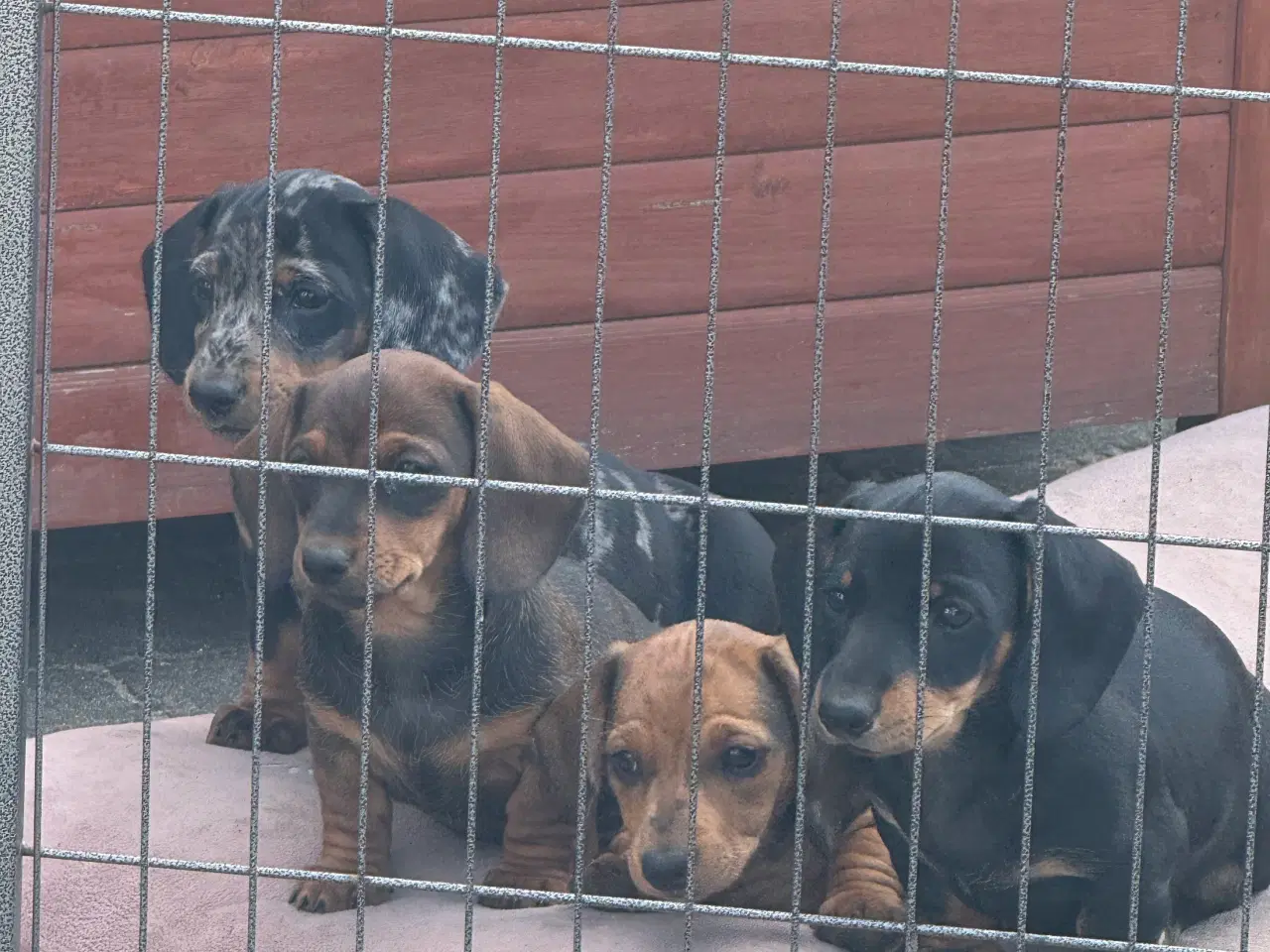 Billede 6 - Sunde og smukke korthårede gravhunde hvalpe 