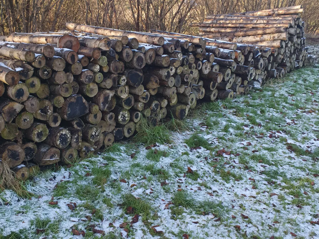 Billede 1 - Brænde. Nobilis gran