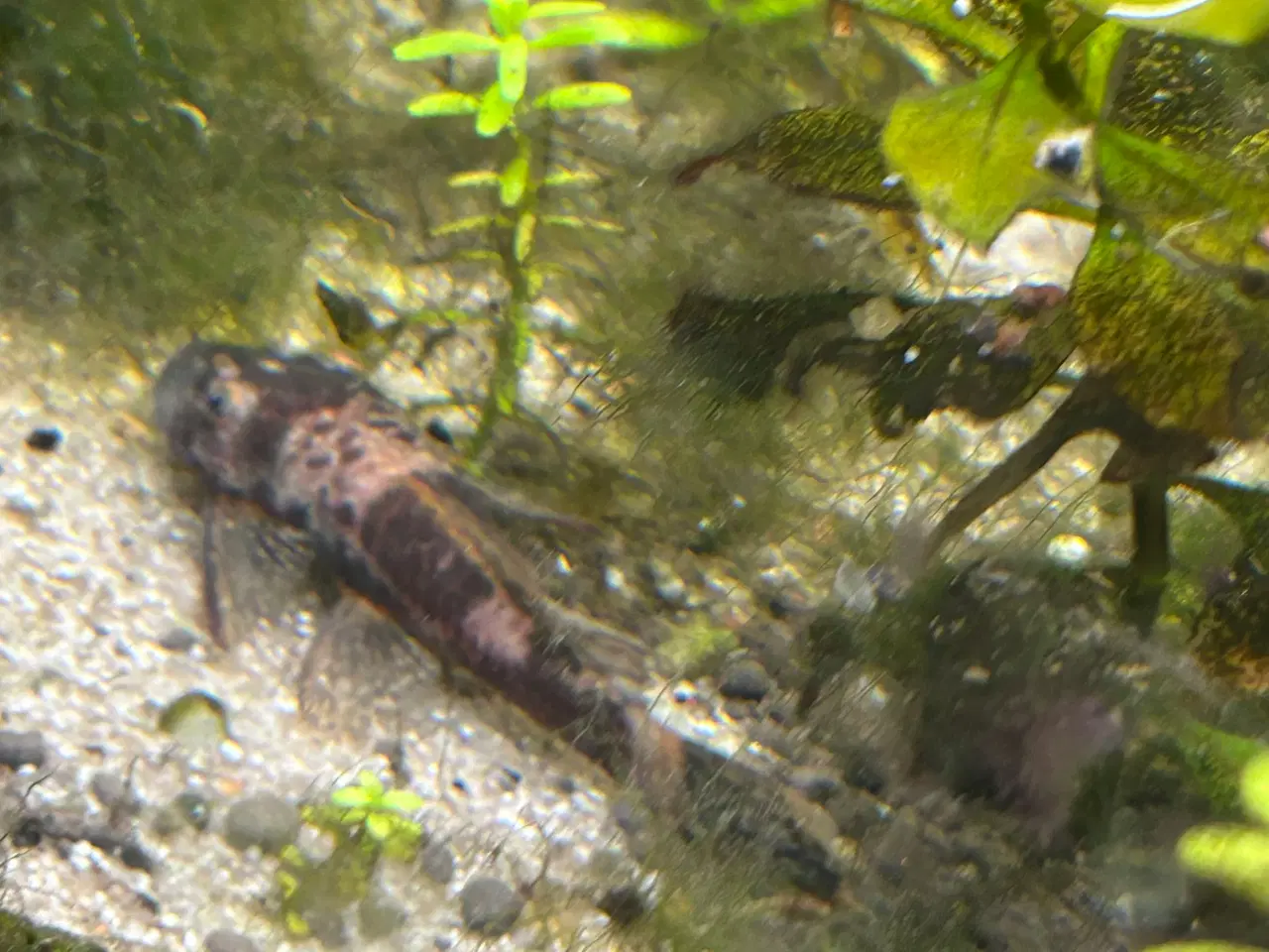 Billede 1 - 🐟 LDA16 Ancistrus maller – sunde og aktive