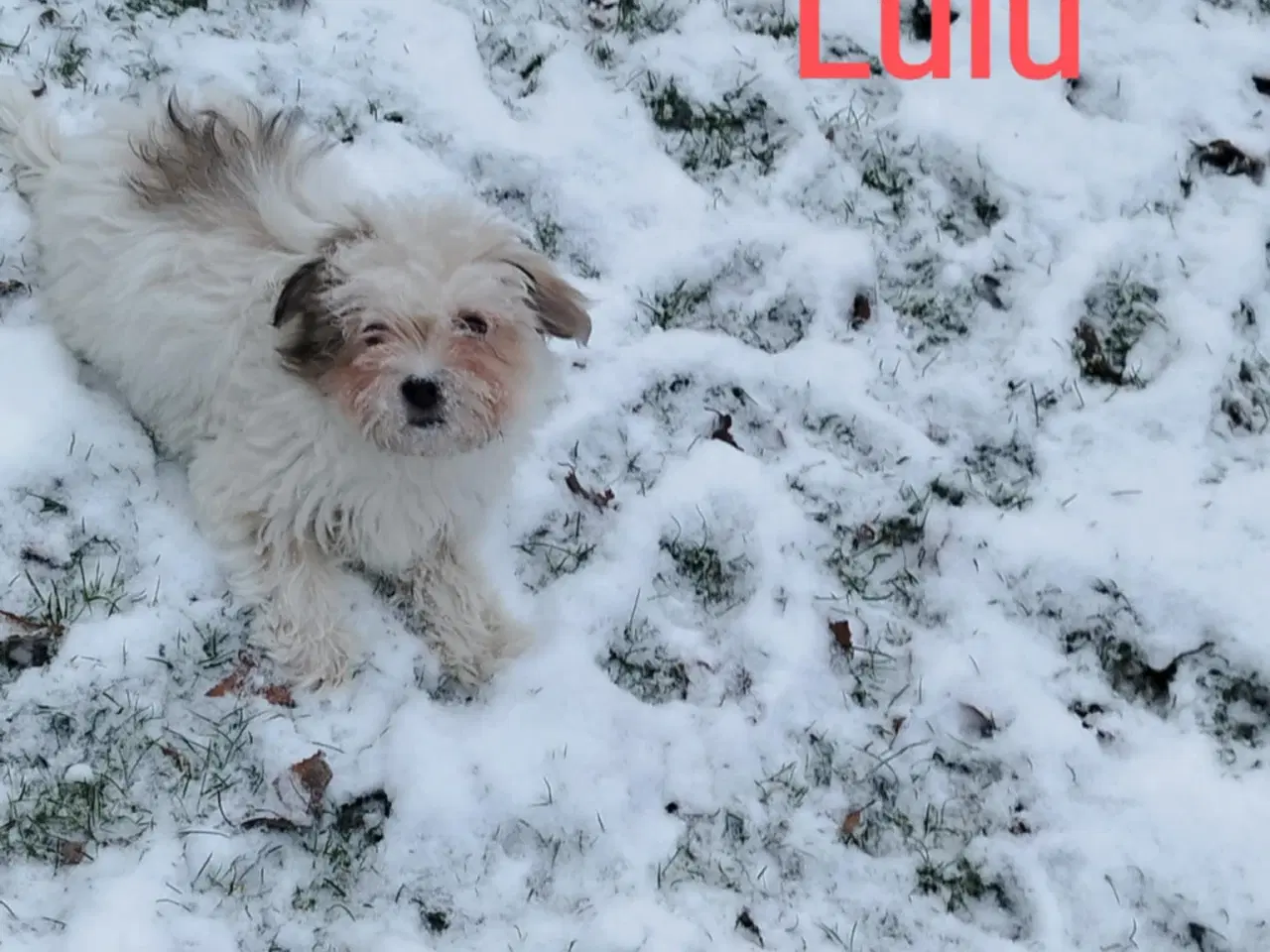 Billede 3 - Bichon Havanneser Hvalp