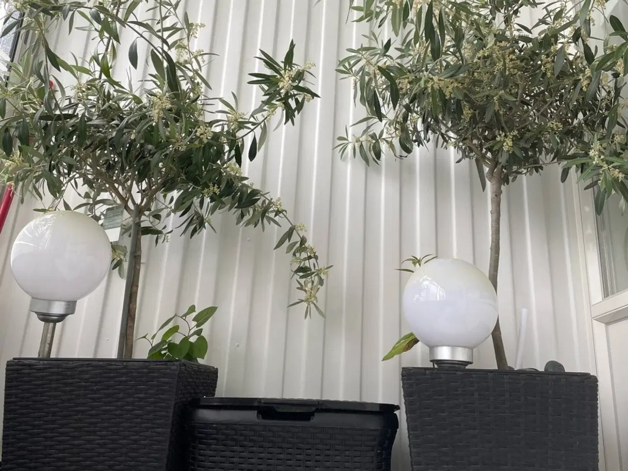Billede 3 - Planter 