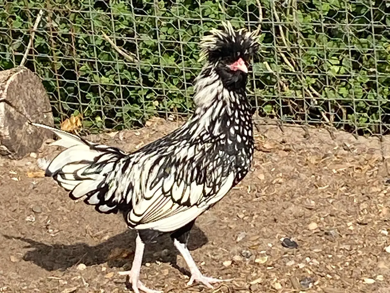 Billede 2 - Polish chickens