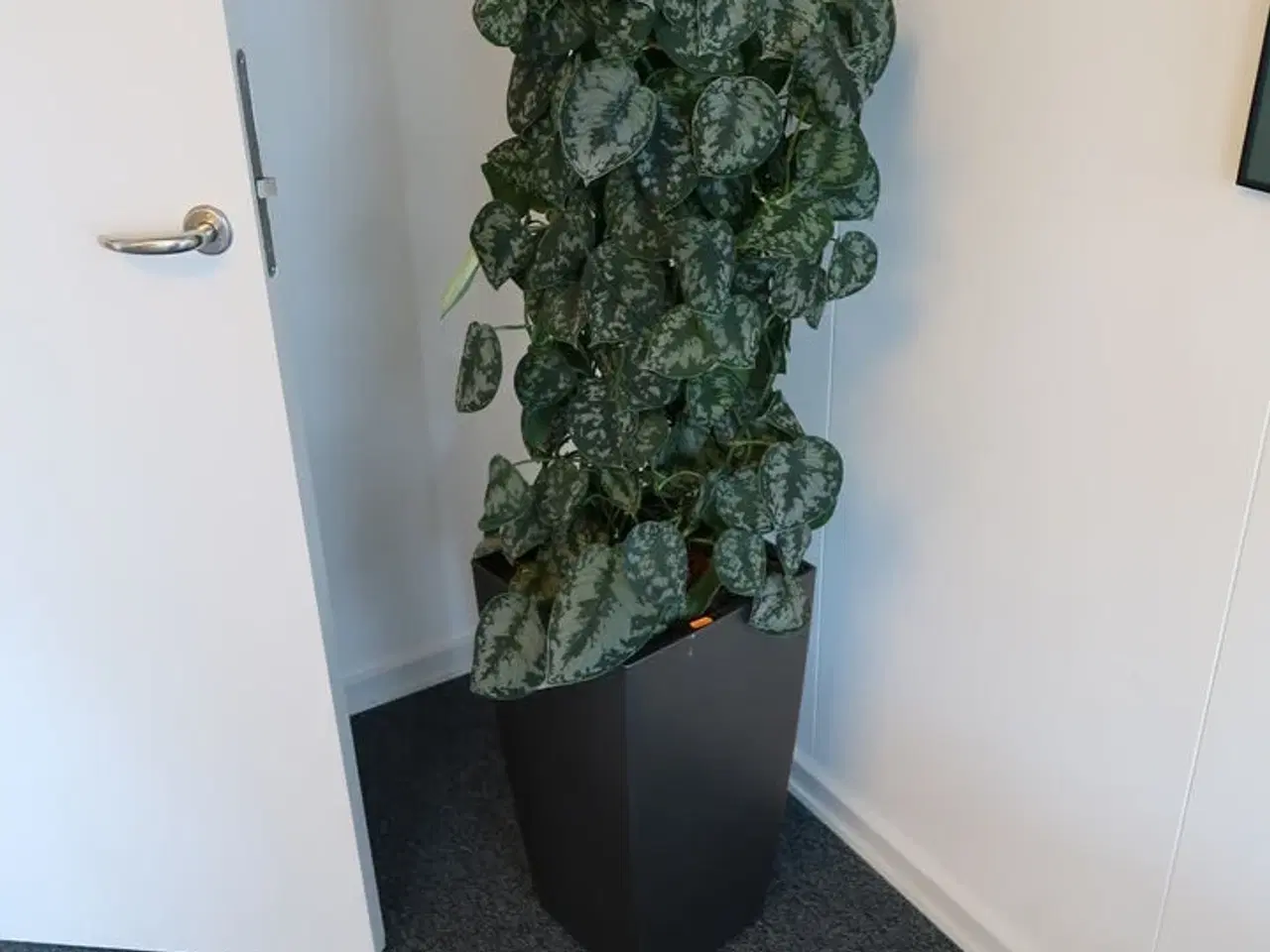 Billede 1 - Plante i krukke