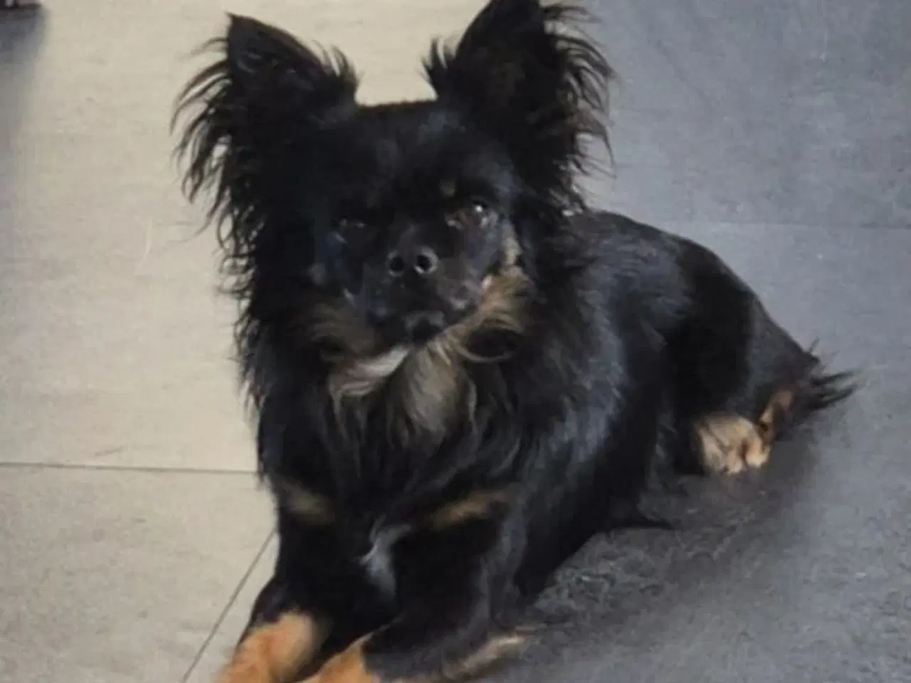 Billede 9 - Chihuahua hvalpe søger nyt hjem