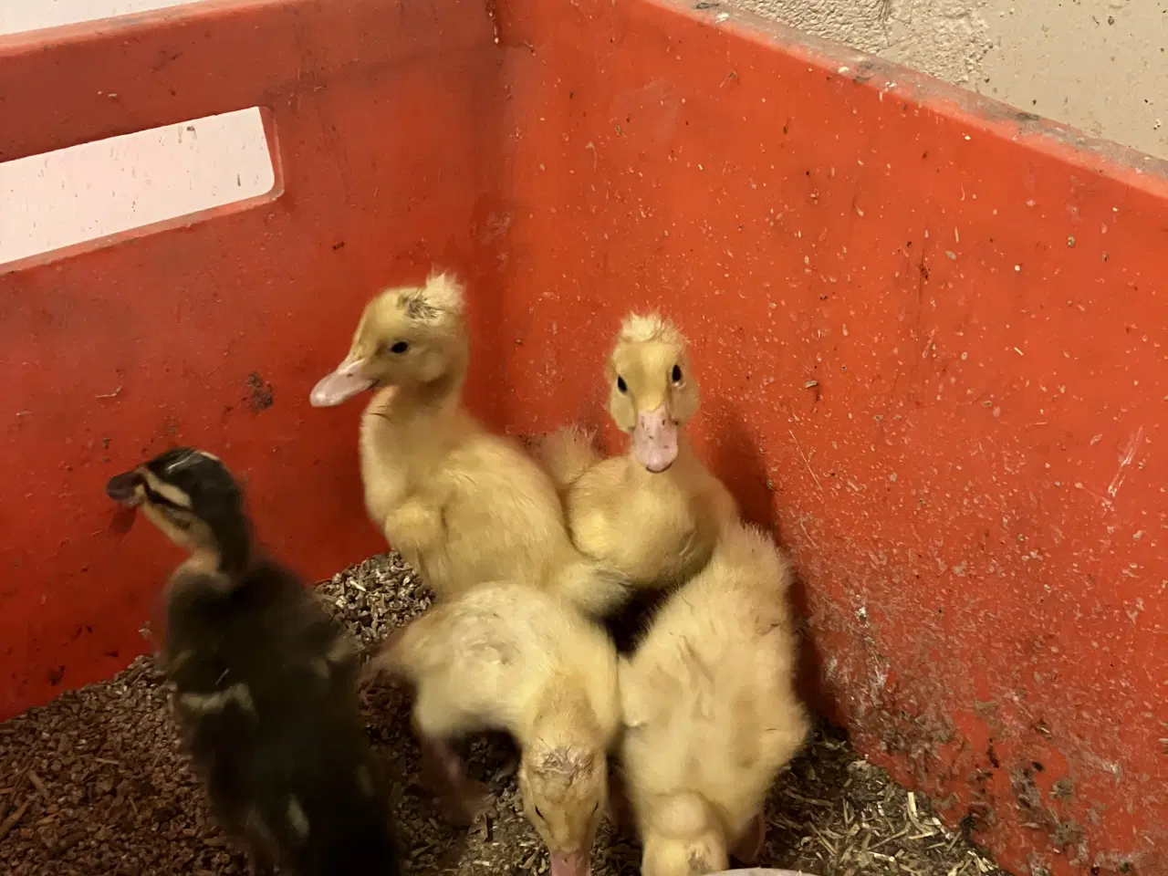 Billede 1 - Kejser ællinger 