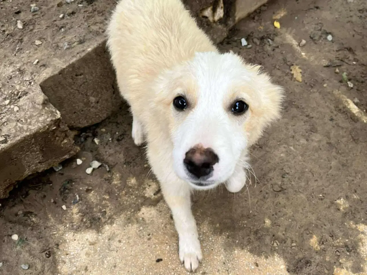 Billede 3 - Skønne Aslak søger familie 💙