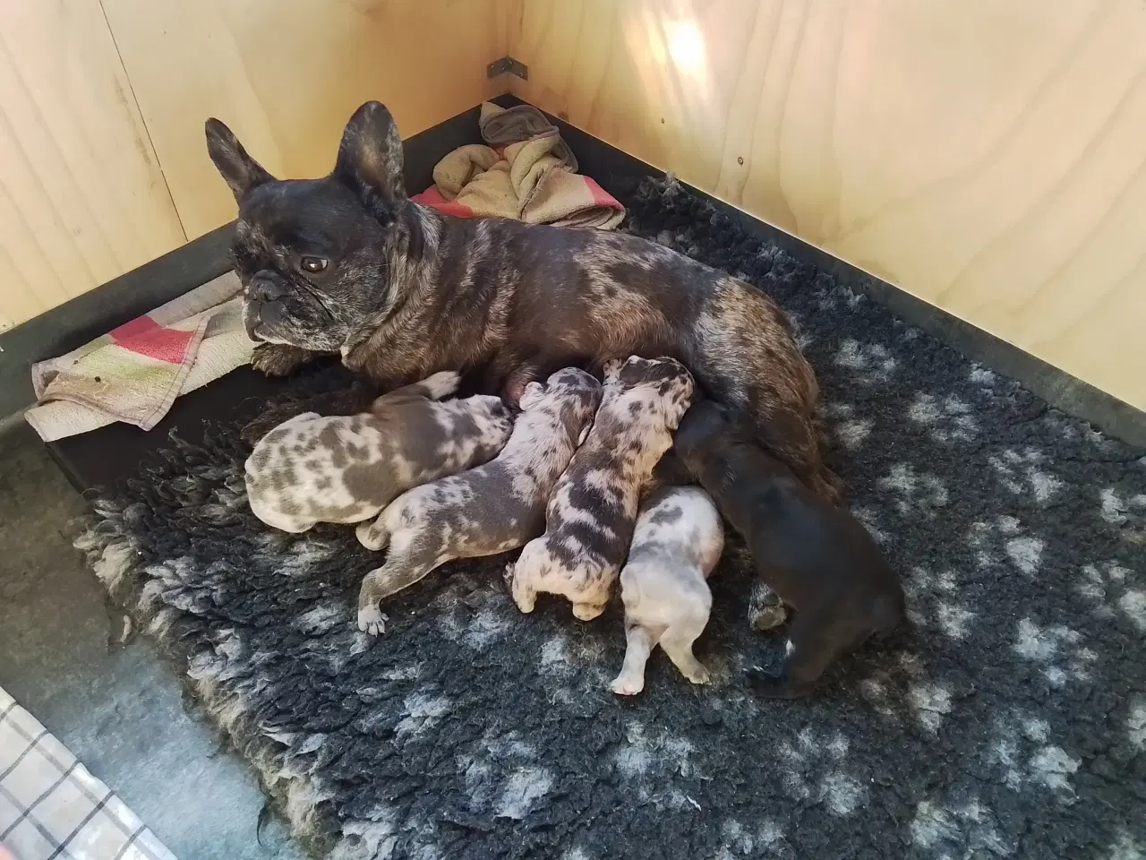 Billede 1 - Fransk bulldog, blå merle/plettet