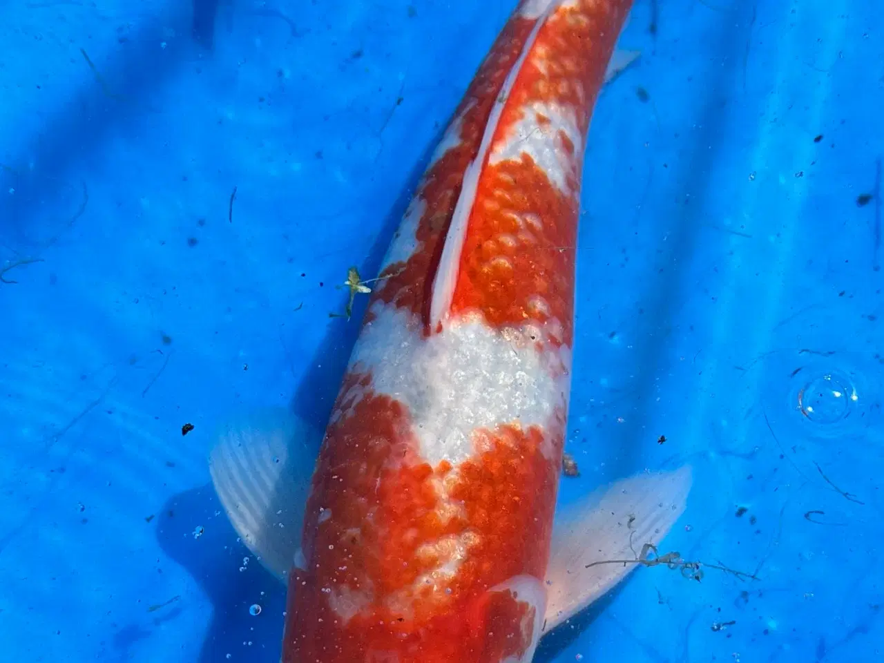Billede 4 - Koi karper fra 30-55cm 