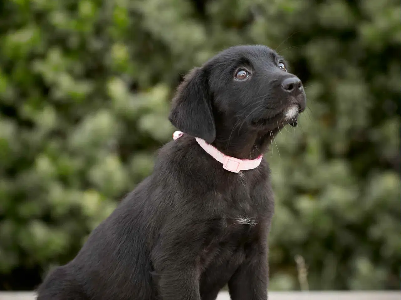 Billede 12 - Adopter A-kuldet💗
