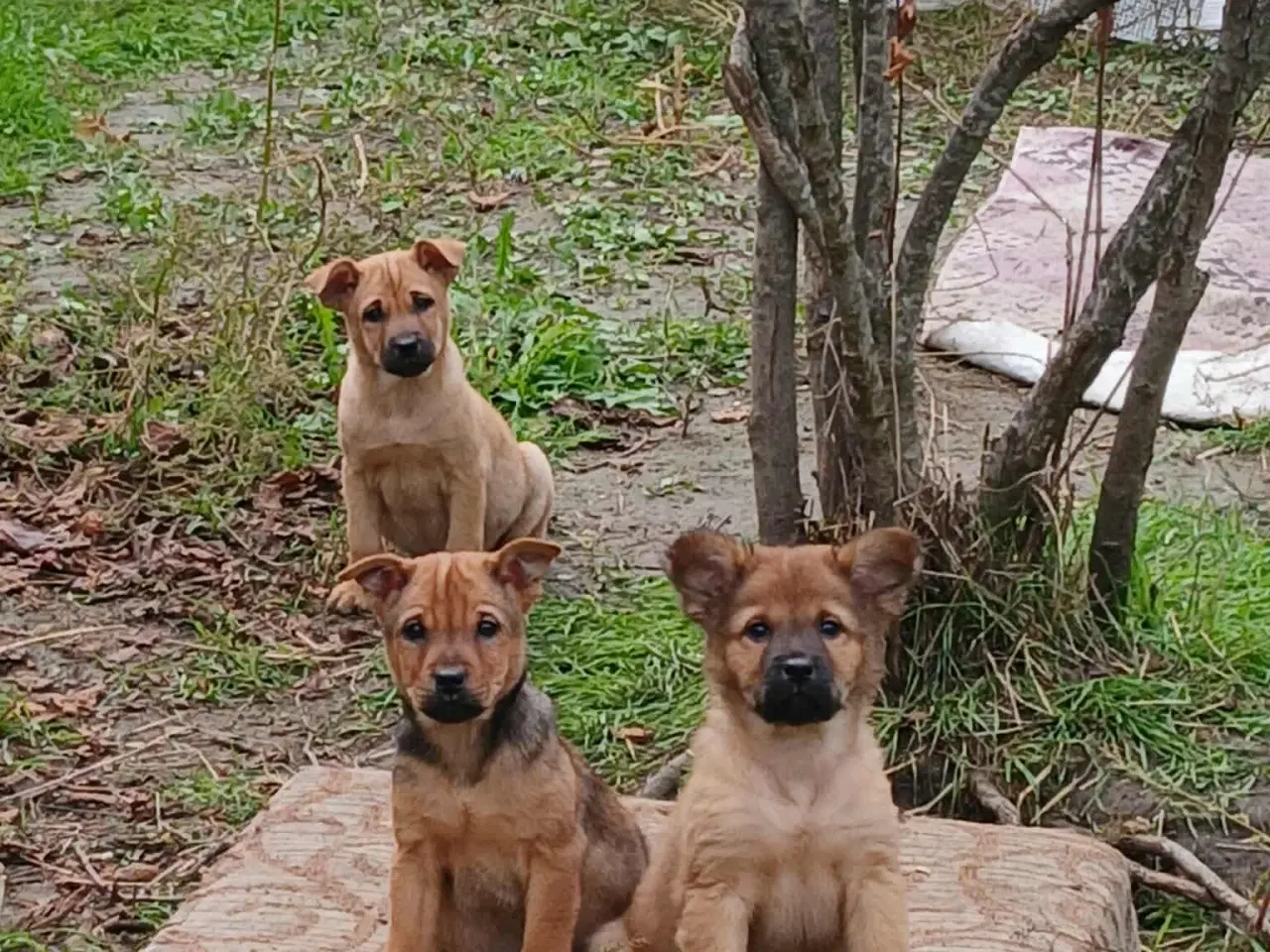 Billede 11 - Lille Rie leder efter sit 4-ever hjem 🏡