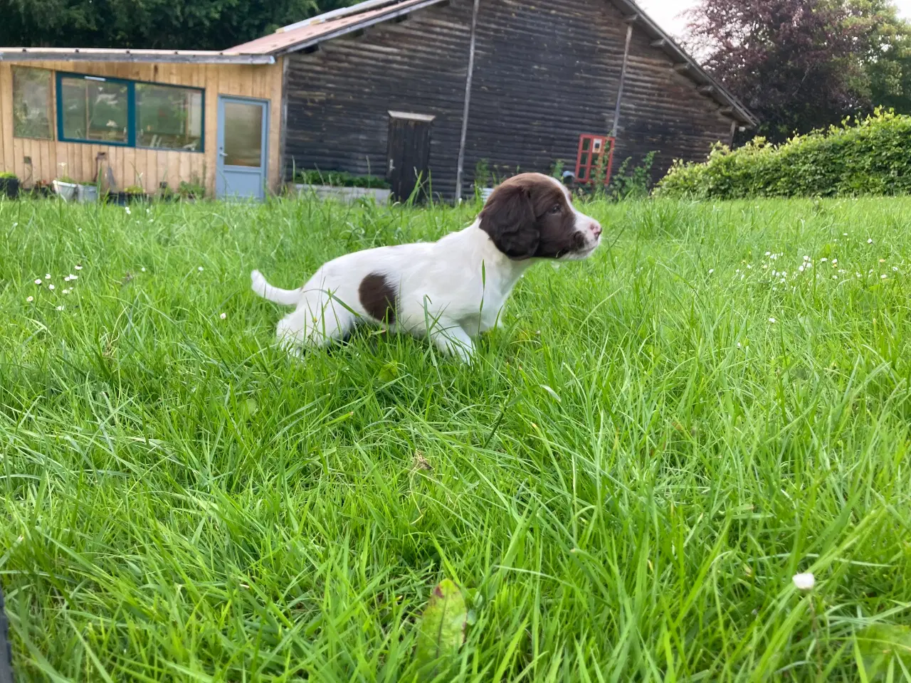Billede 11 - Springer Spaniel 8 uger den 26/6