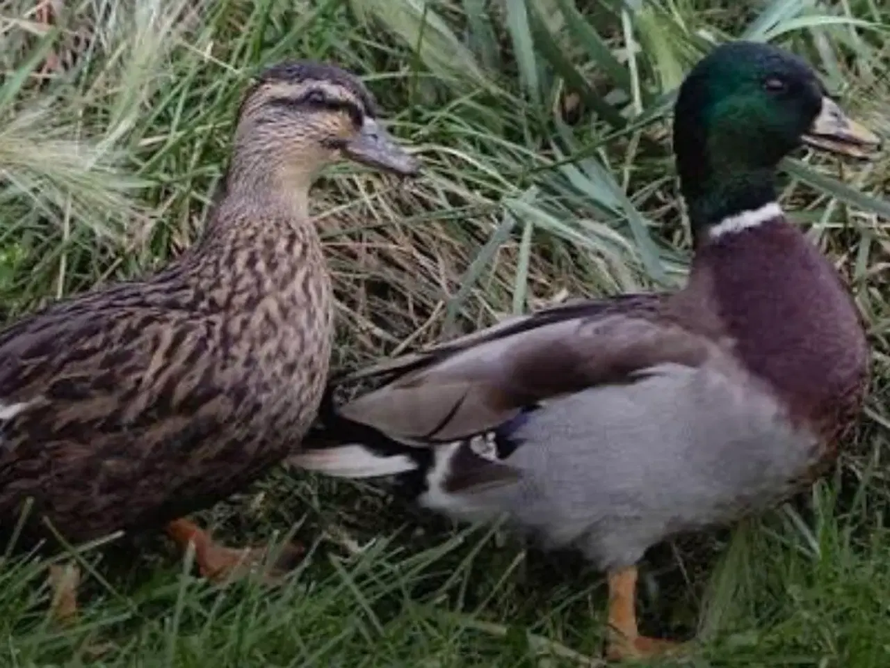 Billede 1 - Mignonænder søges