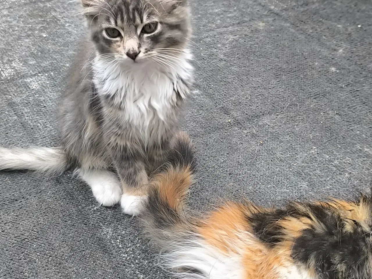 Billede 6 - Main coon/skovkat killinger 