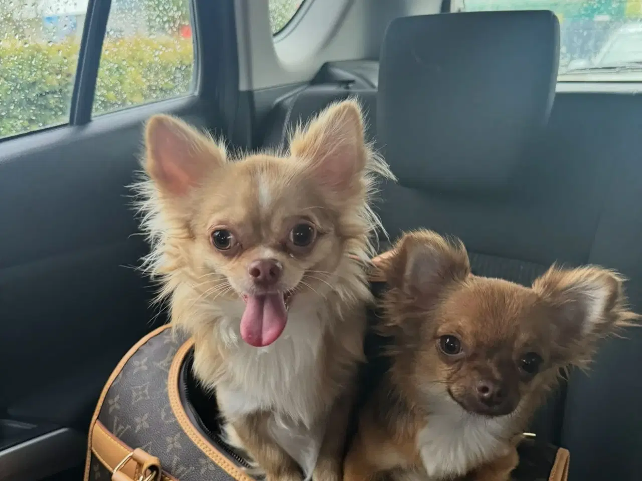 Billede 3 - Kærligt hjem søges til Coco 🐾🐶