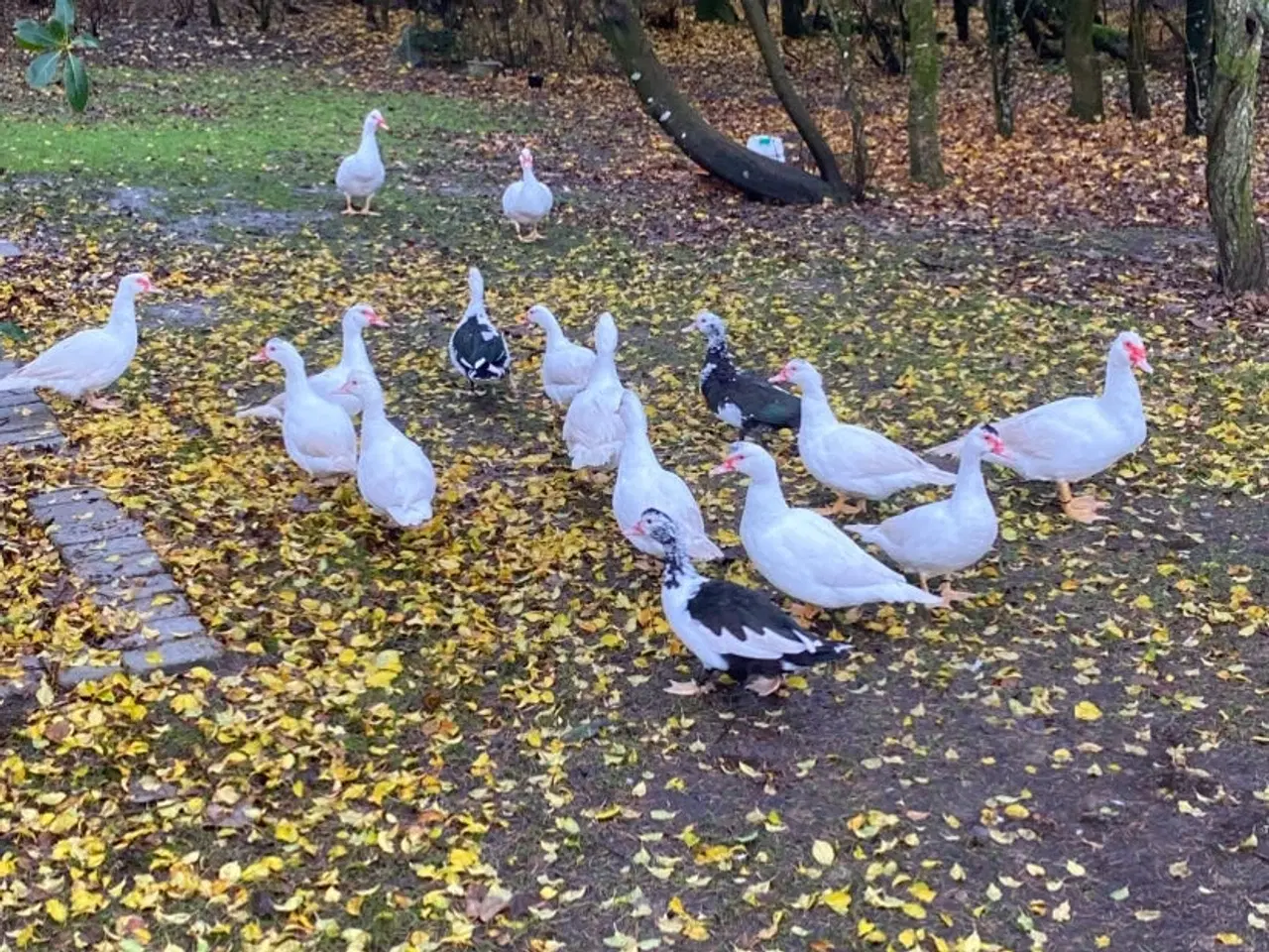 Billede 1 - Moskus Ænder 