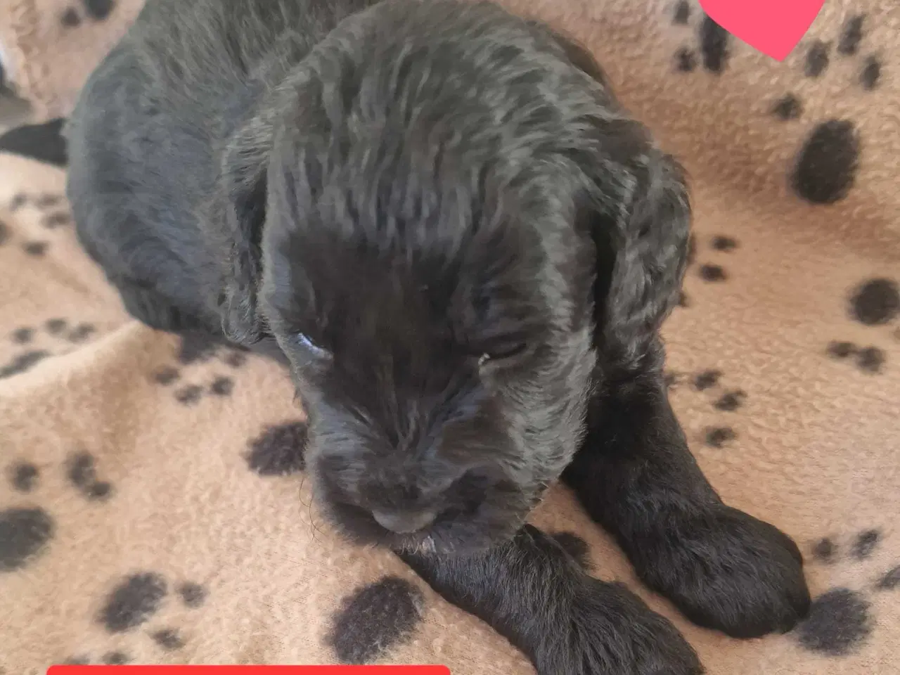 Billede 6 - Cavapoo F1B 