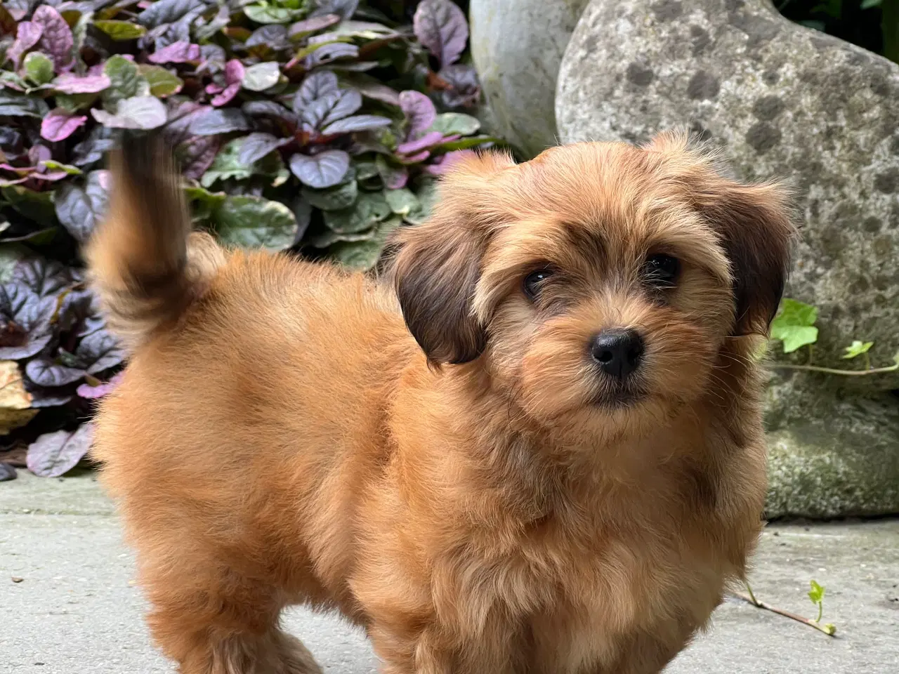 Billede 4 - Smukke & Søde Bichon Havanais 💐