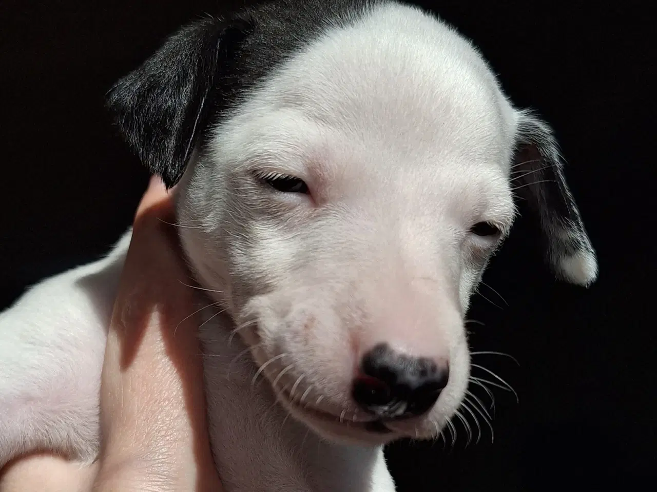 Billede 5 - Whippet hvalpe søger nye hjem 