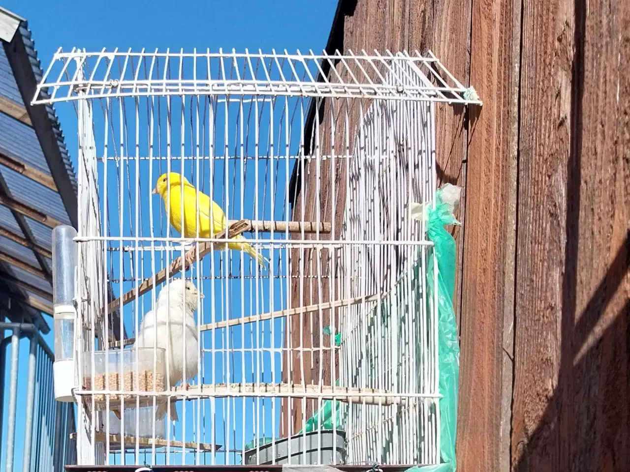 Billede 8 - 2 stk kanariefugle