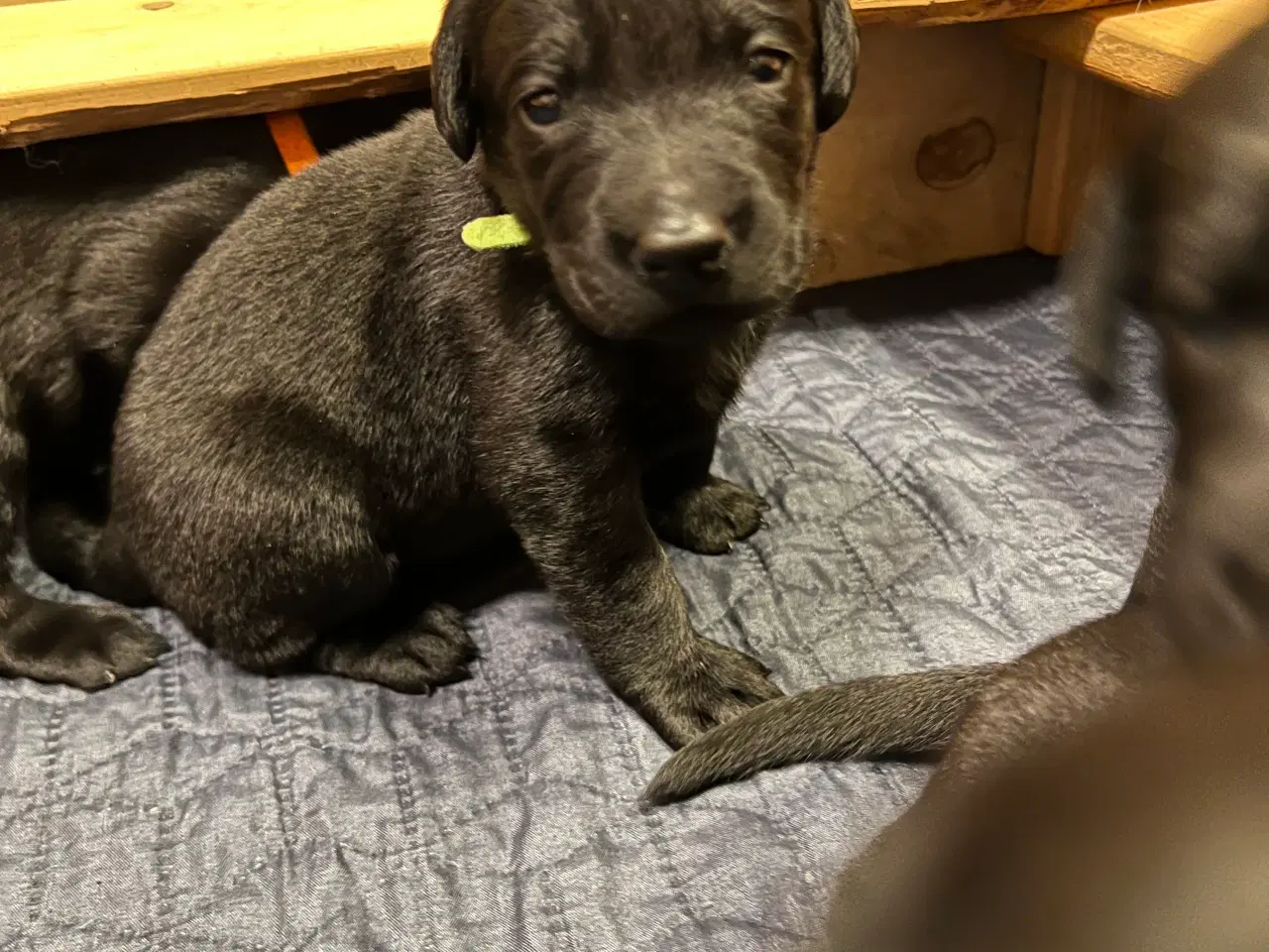 Billede 4 - Labrador hvalpe 