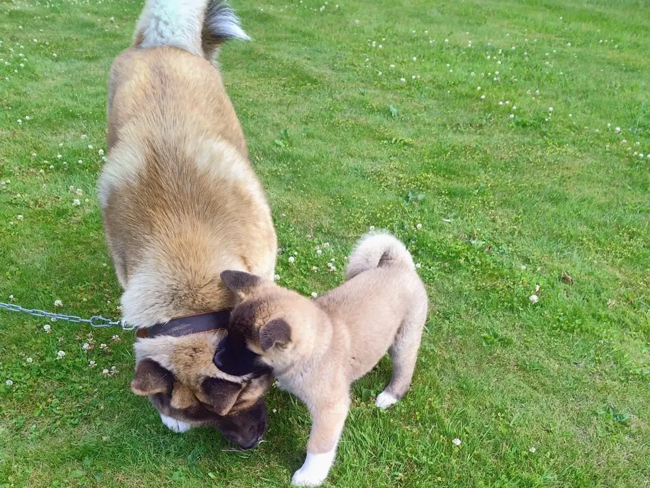Billede 2 - Dreng hundehvalp Akita American 
