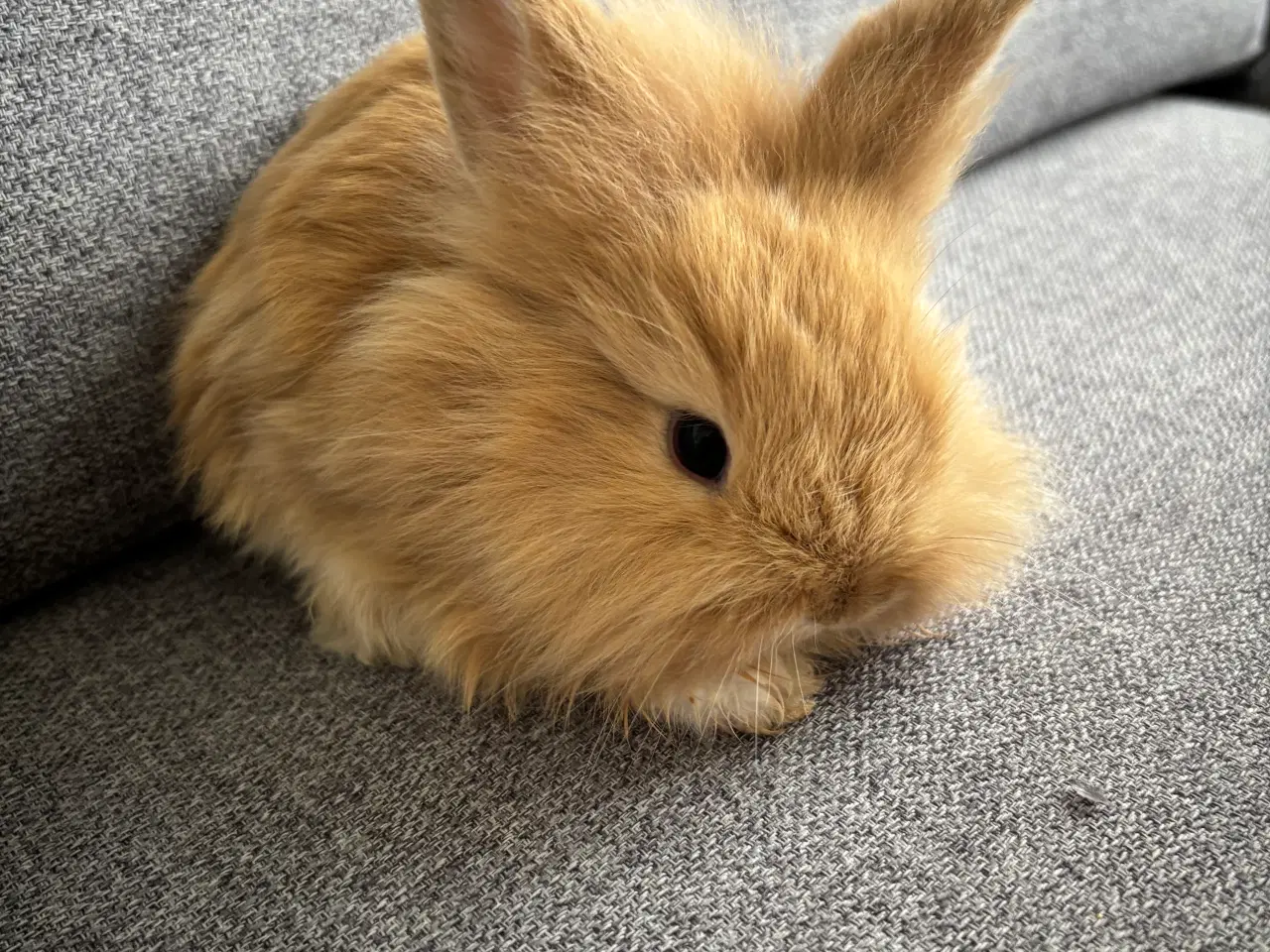 Billede 3 - Løvehoved/minilop kanin unger