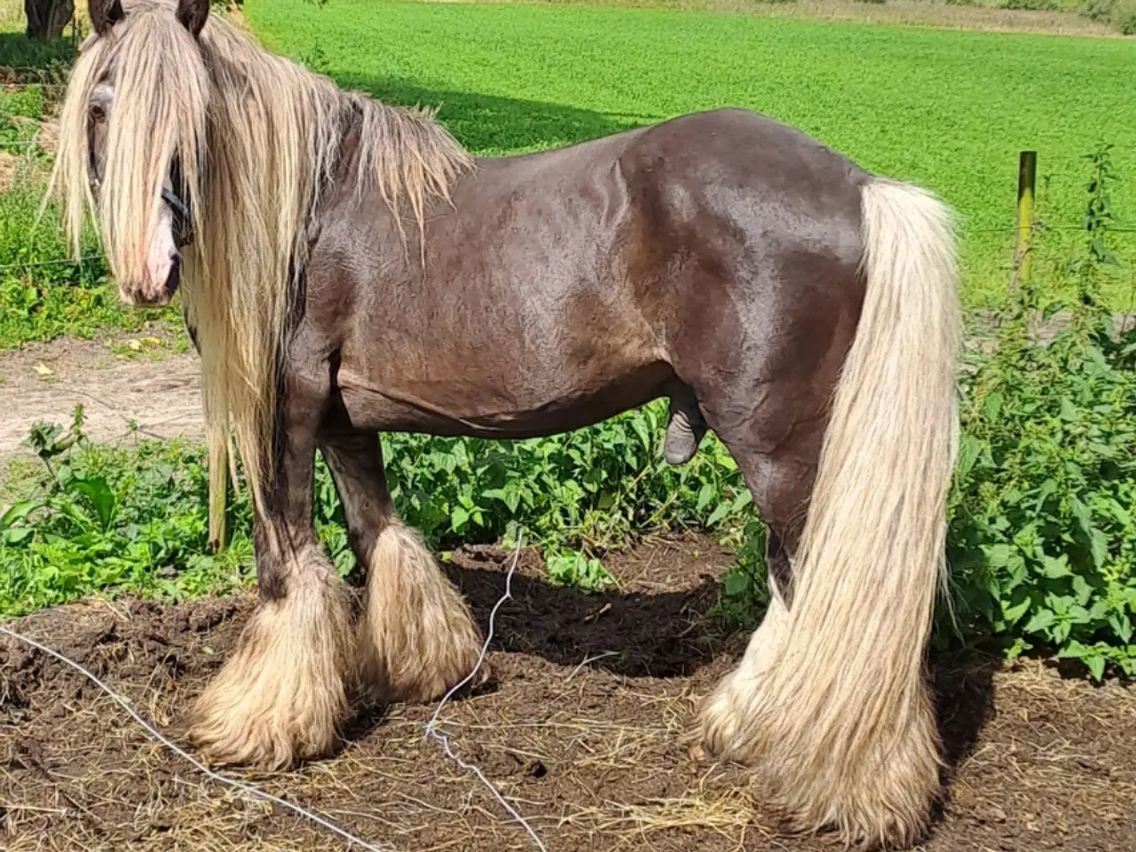 Billede 2 - Gipsy horse hingst