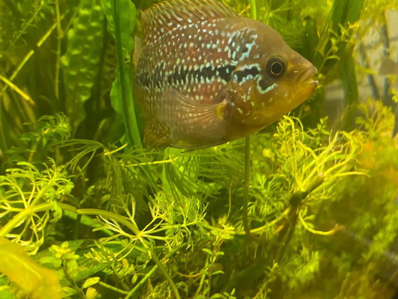 Billede 3 - Stor rød papegøje cichlid og flowerhorn