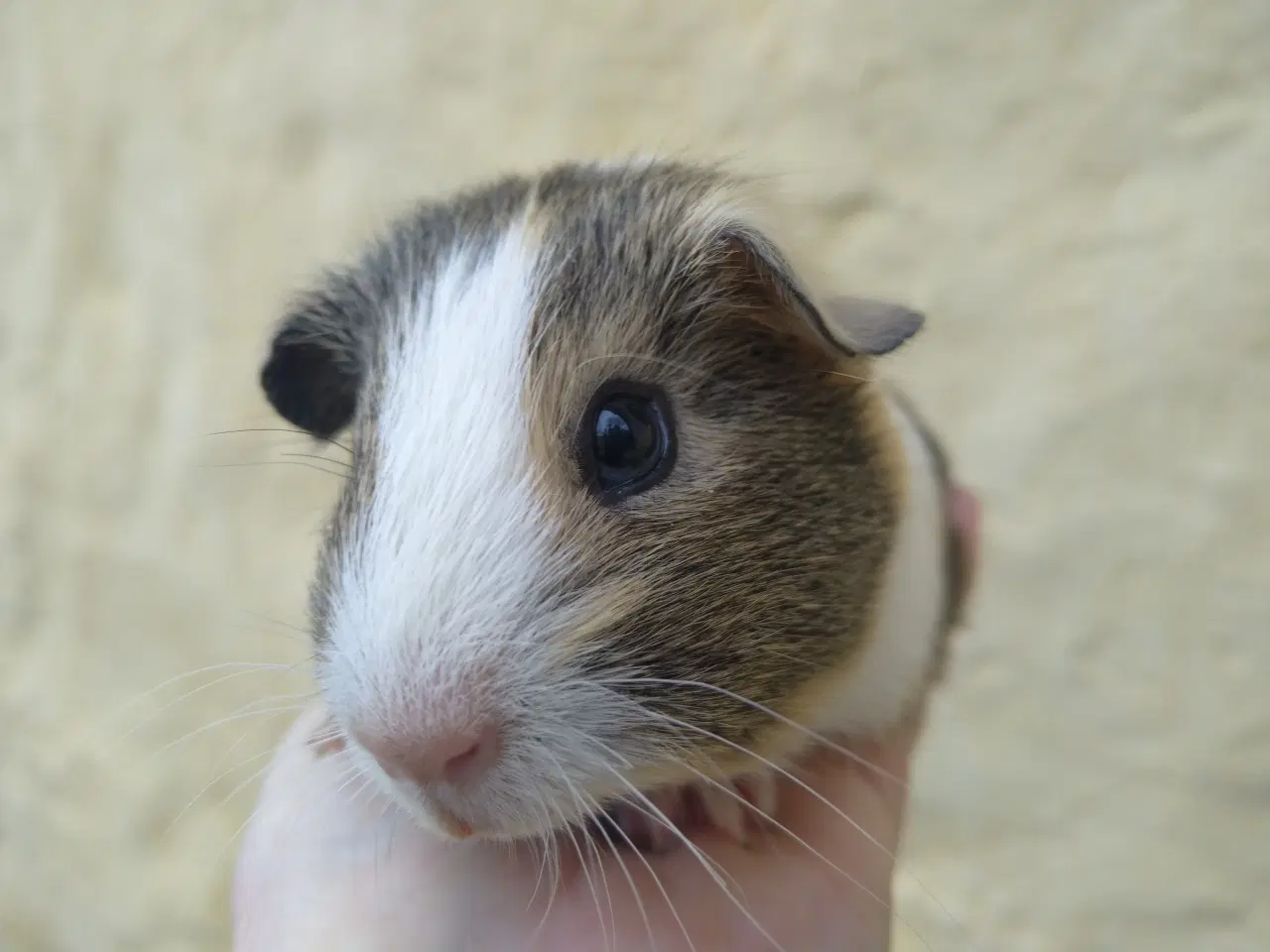 Billede 3 - 2 x Han unge til voksen, der har mistet makkeren.