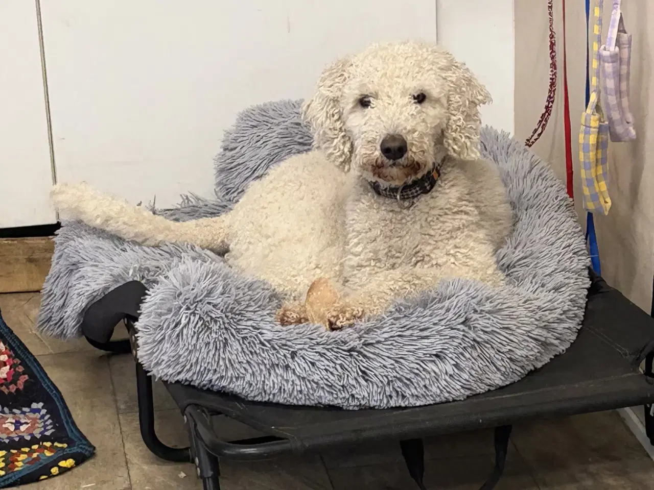 Billede 1 - 2 mellem puddel piger 