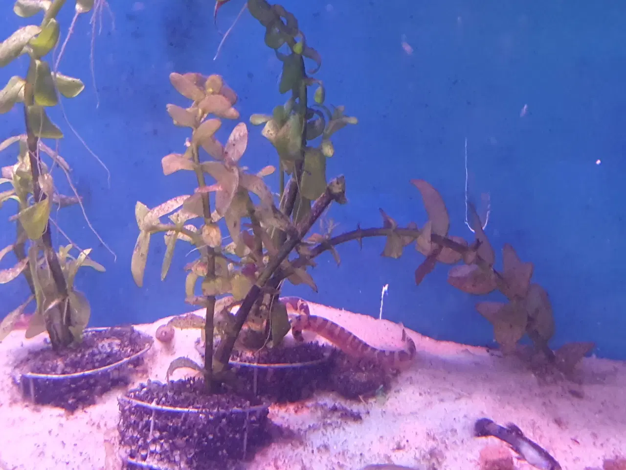 Billede 2 - KUHLI ÅL