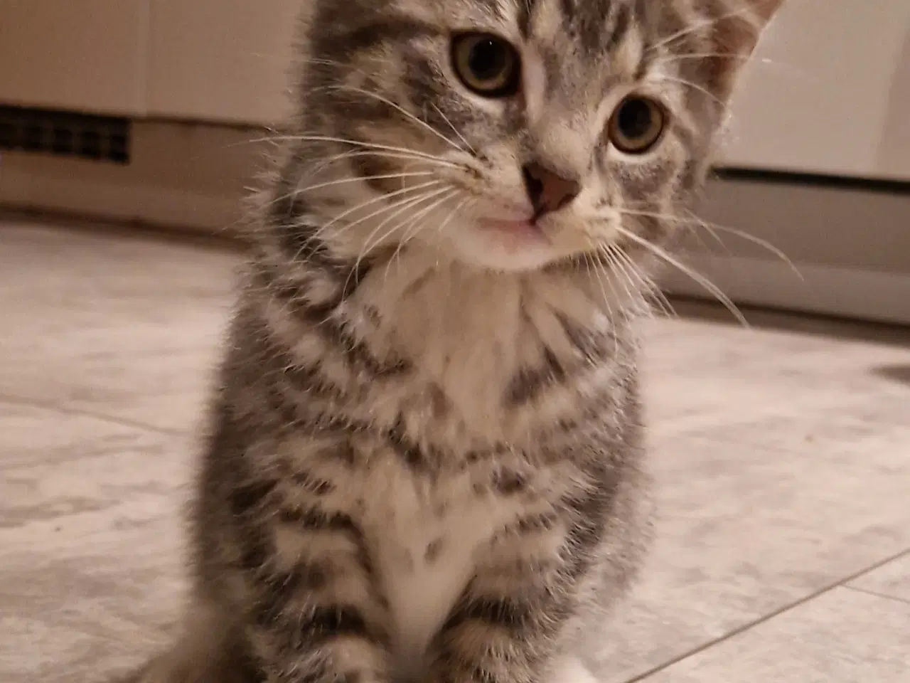 Billede 2 - Sød han kattekilling