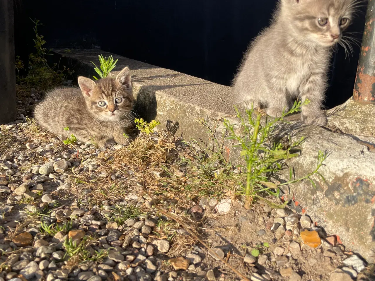 Billede 3 - Tre små katte