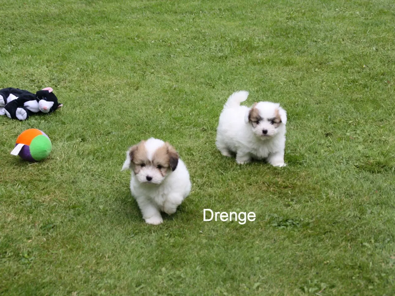 Billede 2 - Coton de tulear