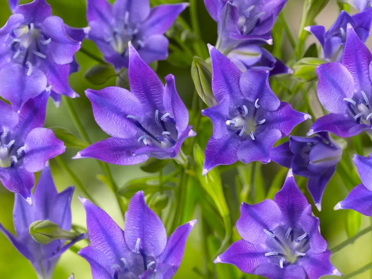 Billede 3 - Smukke trillingeliljer - 3X100 stk løg UDSALG