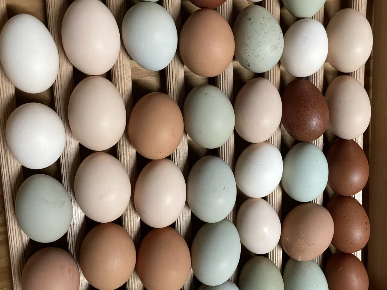 Billede 11 - Kyllinger fra racehøns