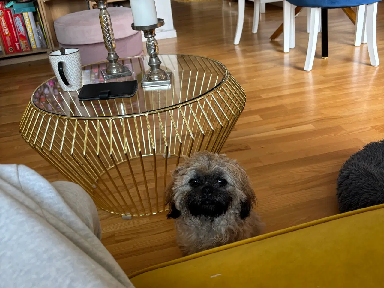Billede 2 - Shih tzu  søger nyt hjem 