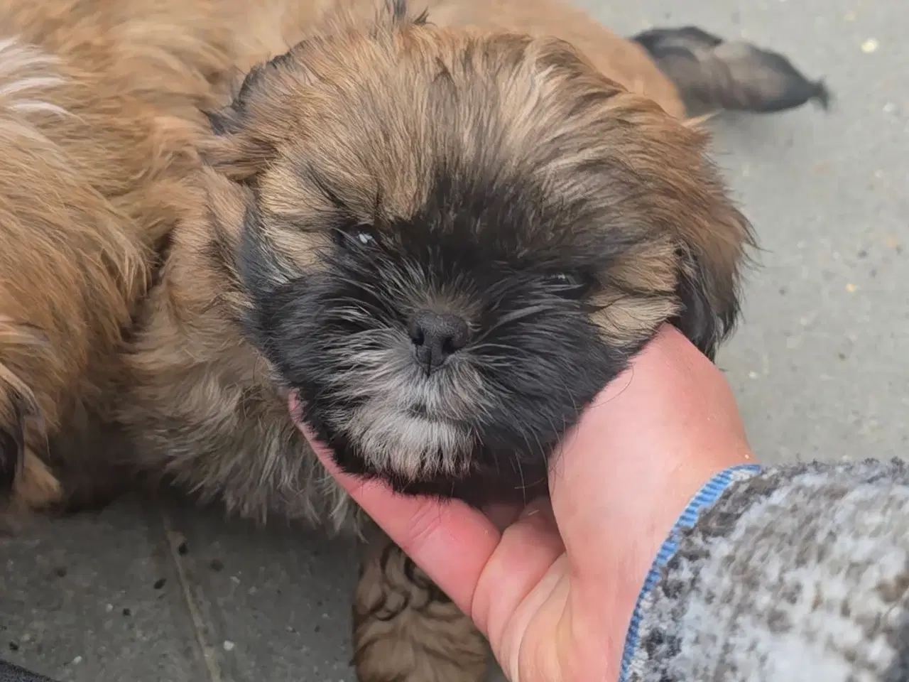 Billede 4 - Shih Tzu 