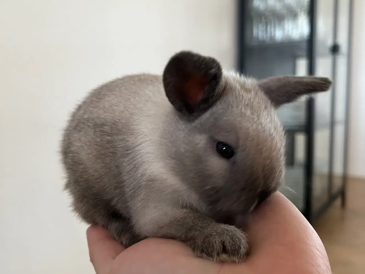 Billede 5 - Minilop/lionlop unger sælges 🐰