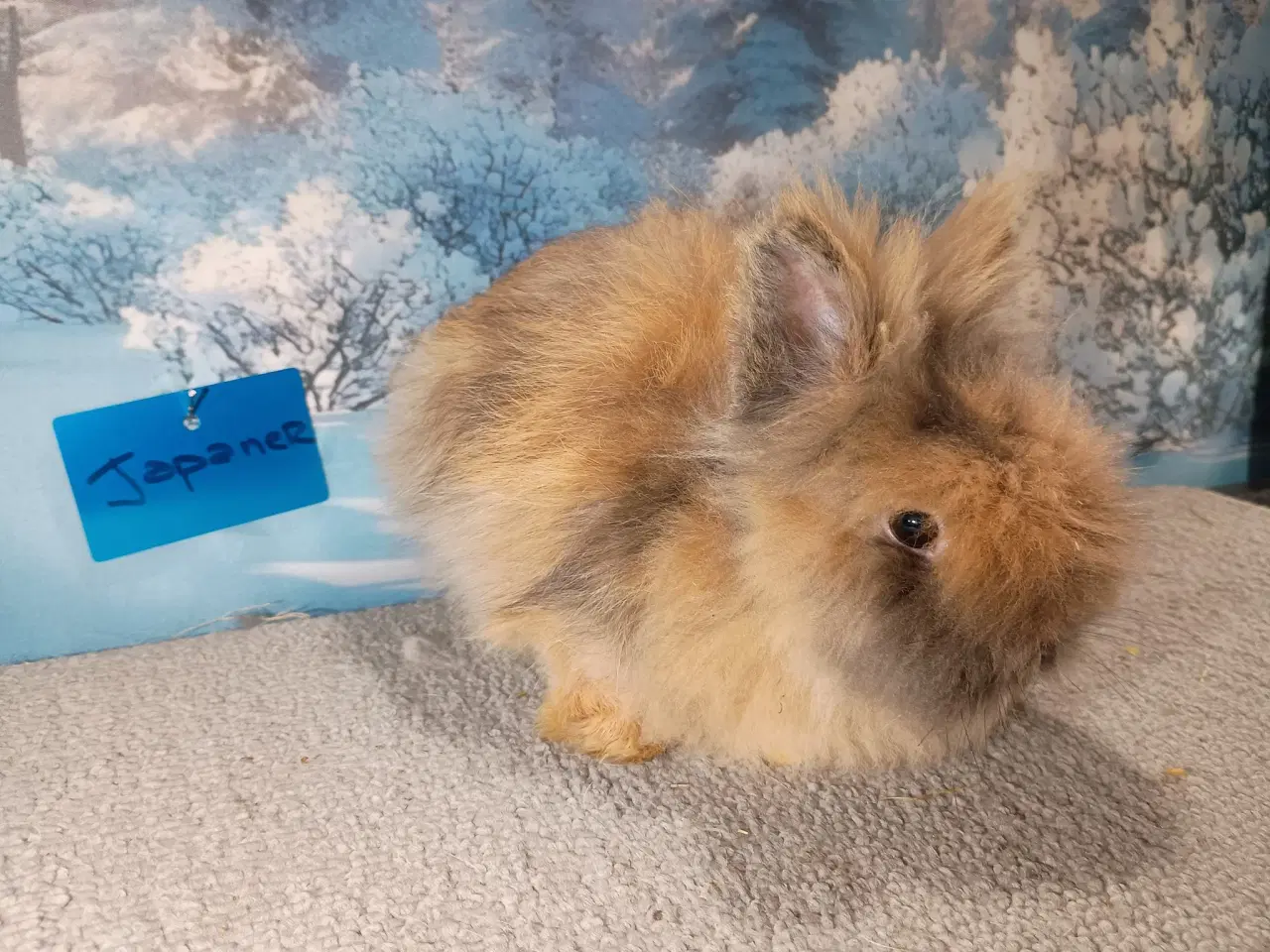 Billede 1 - Ren Racet Teddy (dværg angora kanin) dreng