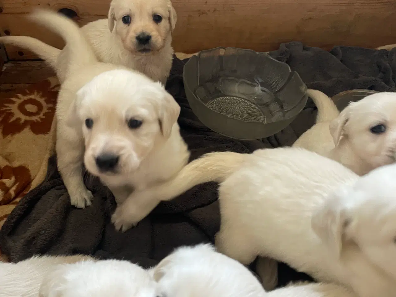 Billede 2 - Golden retriever hvalpe 