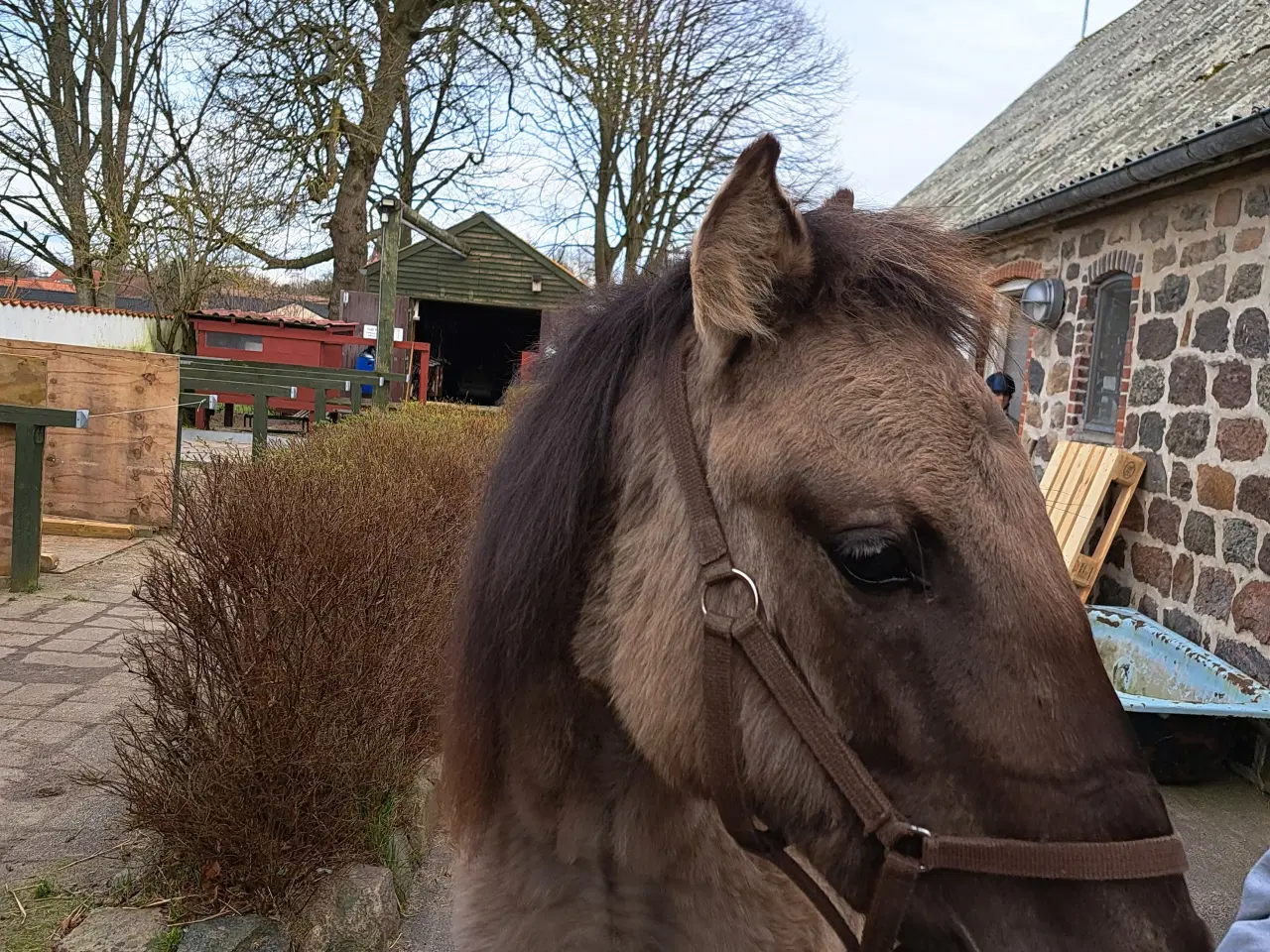 Billede 2 - 2års polsk konik pony