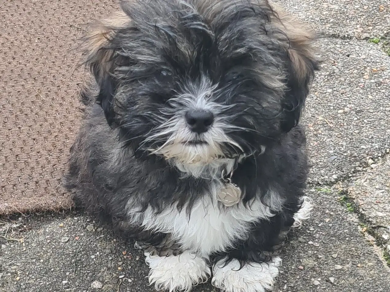 Billede 1 - Lhasa Apso hvalp med stambog
