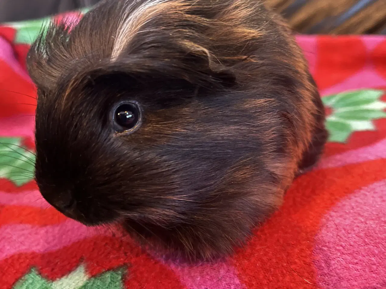 Billede 4 - Marsvin, unge, han