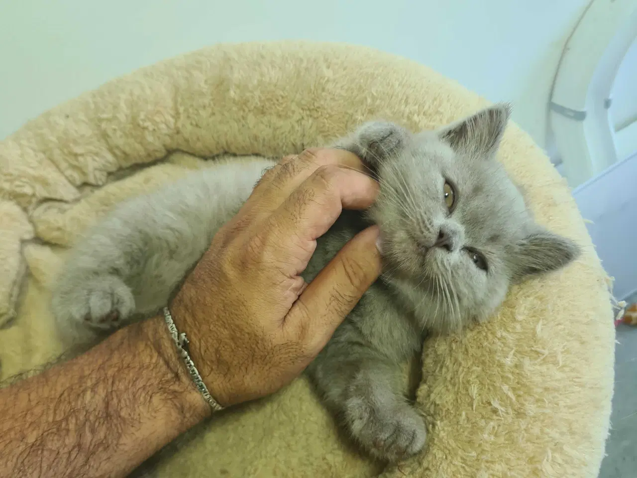 Billede 3 - British Shorthair killinger 