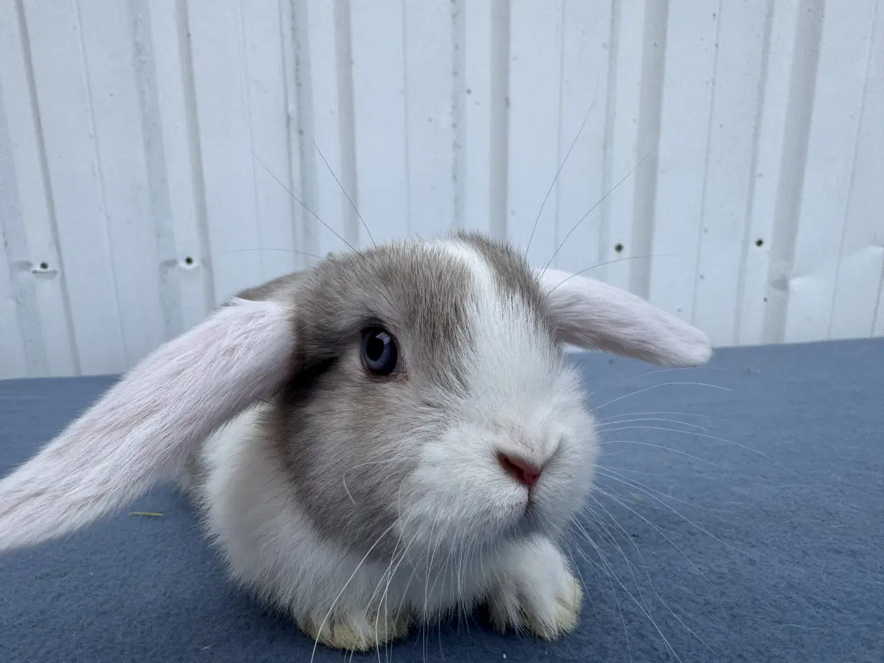 Billede 7 - 6 salgsklare Dværgvædder Hunkaniner 🐰