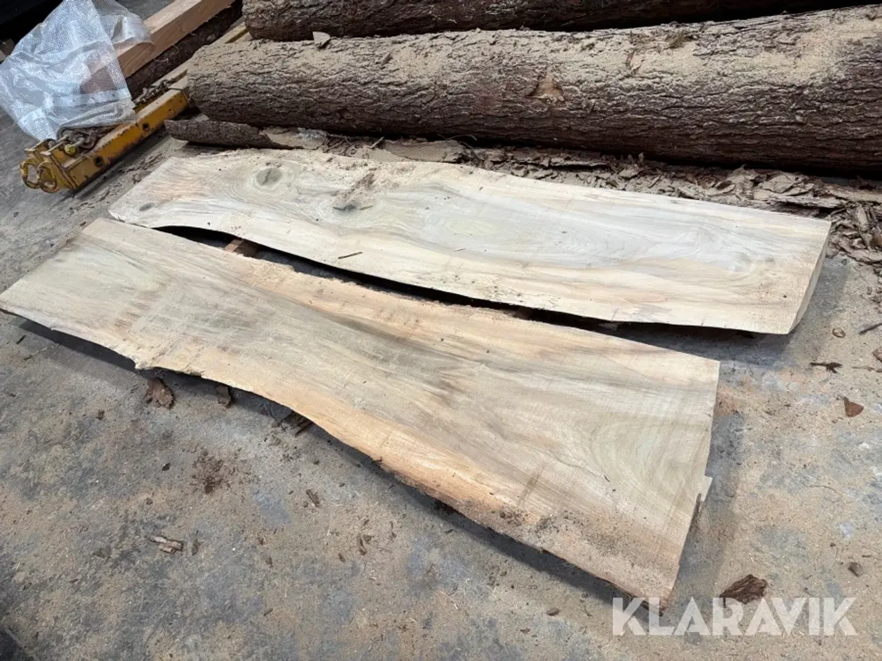 Billede 2 - Amerikansk tulipantræ 2 styk