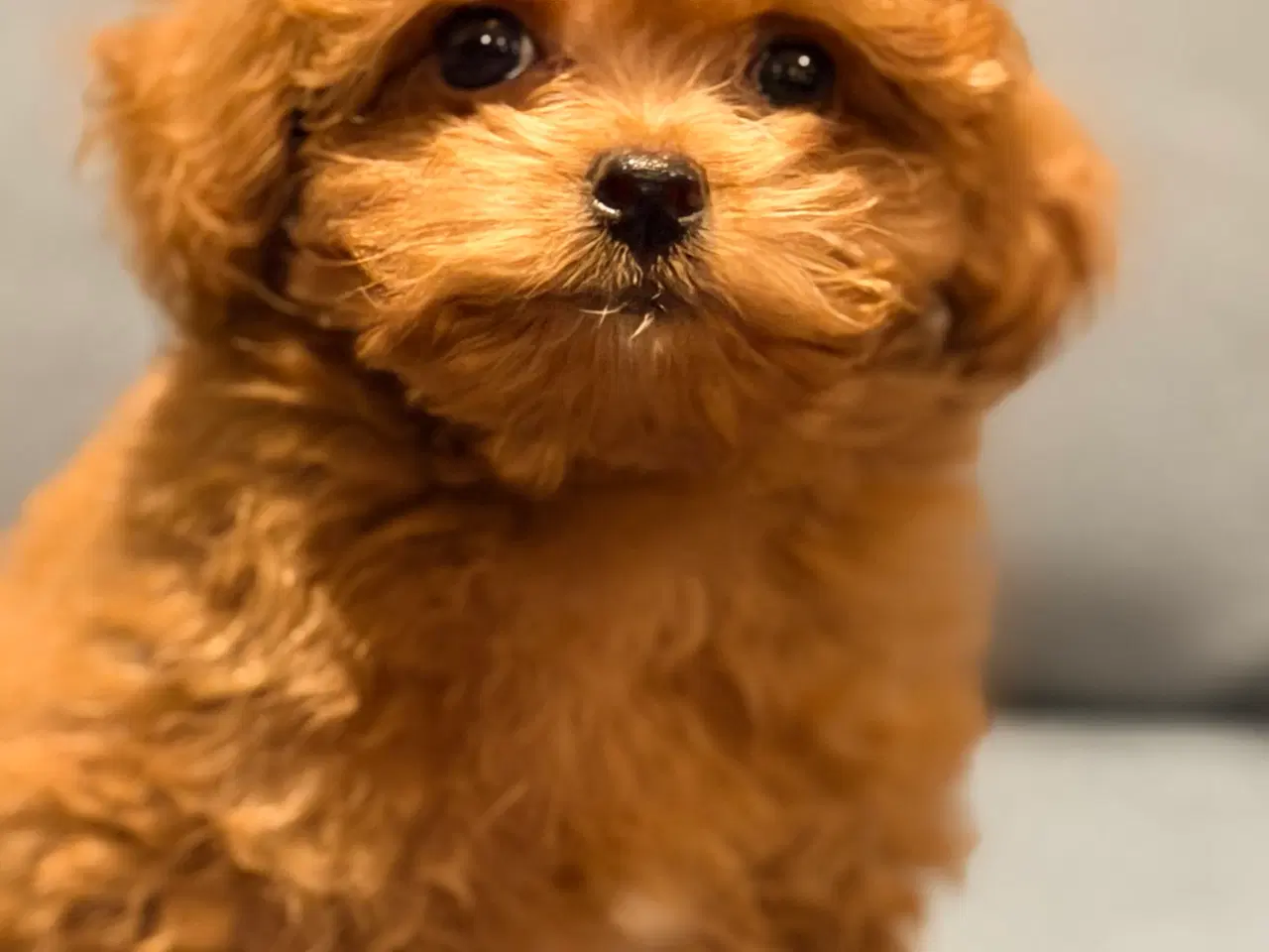 Billede 3 - Maltipoo