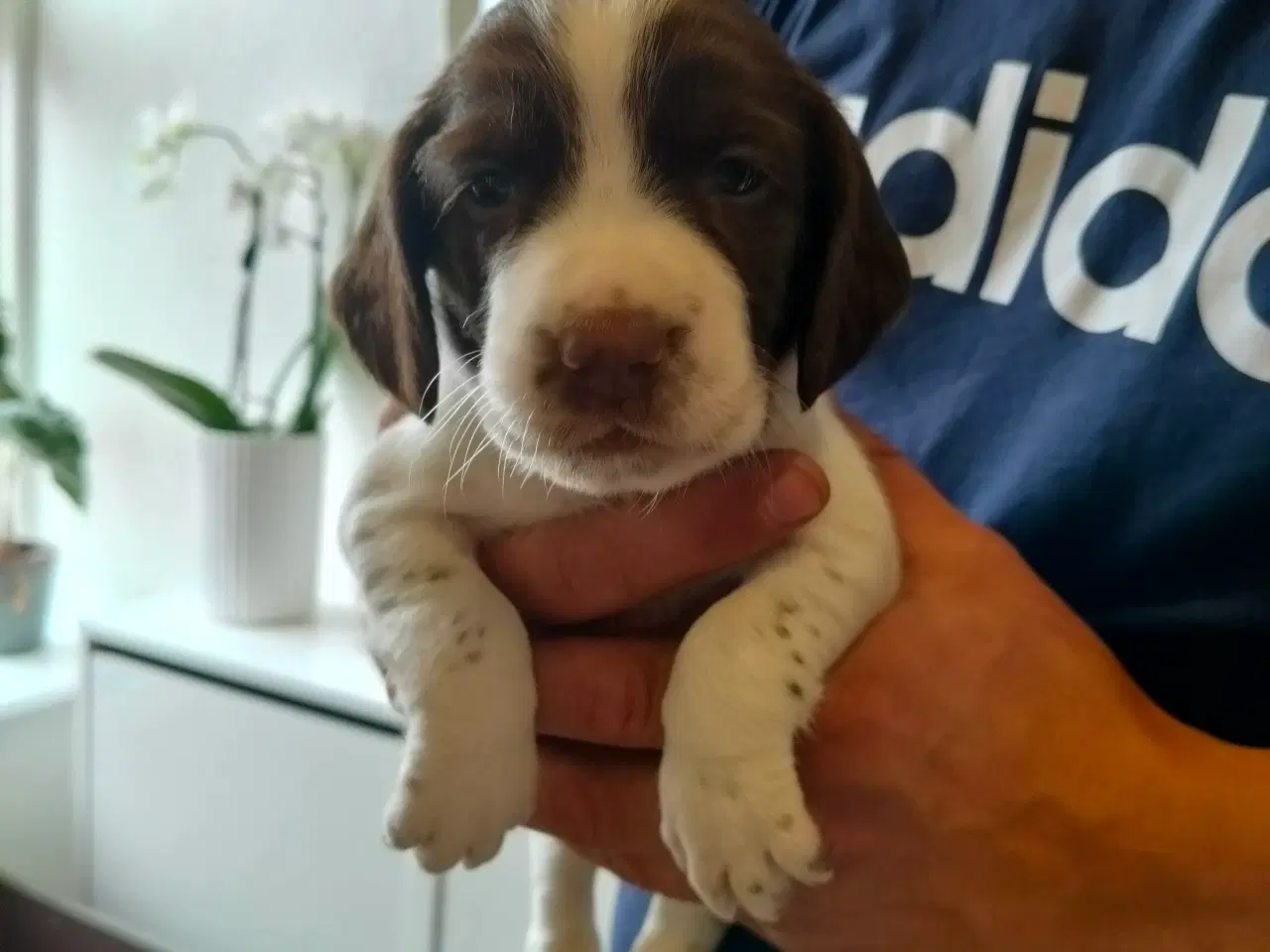 Billede 5 - Springer spaniel klar den 4 august til nyt hjem. 